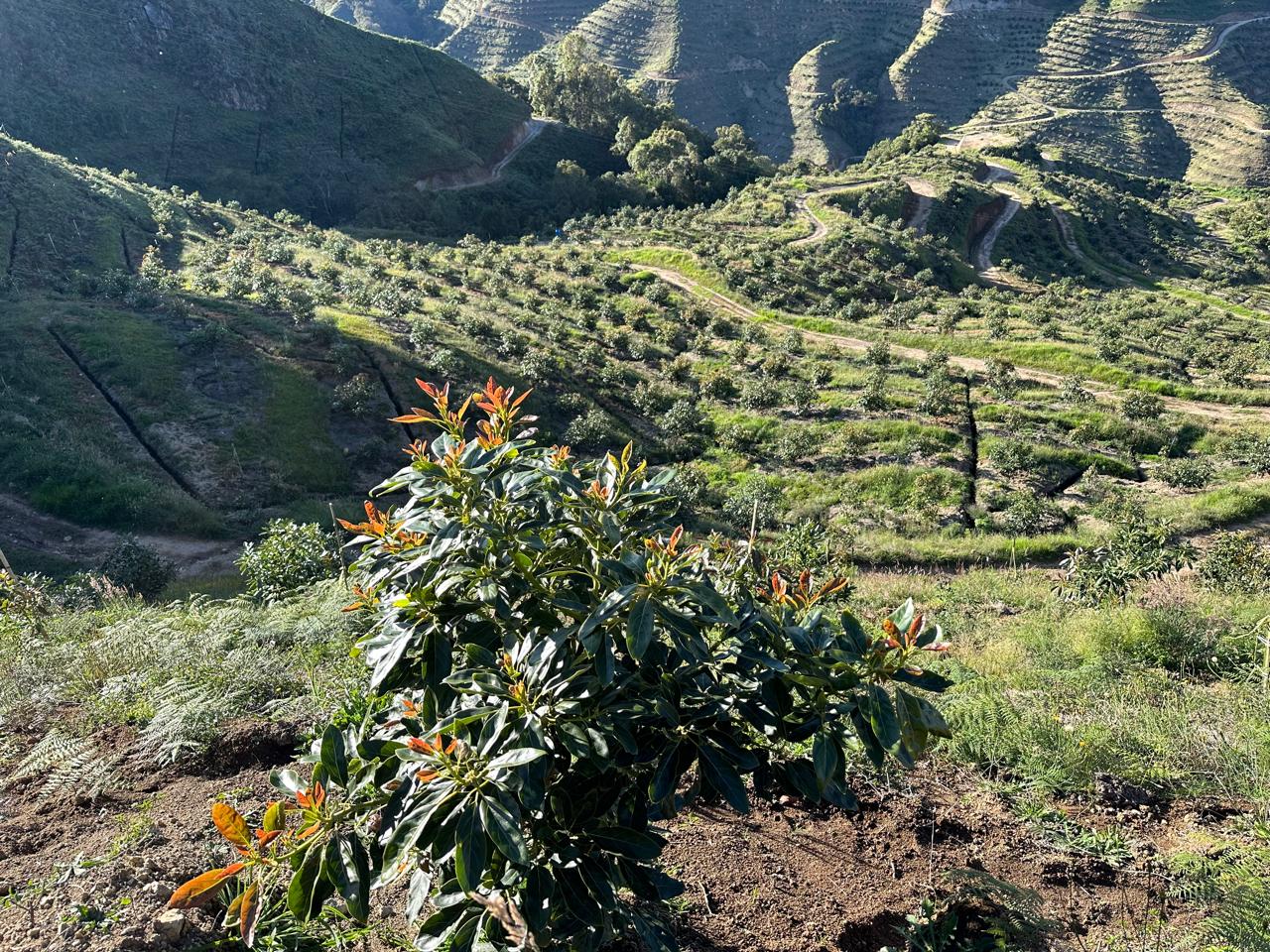Plantaciones de Quilimari en Aguadas