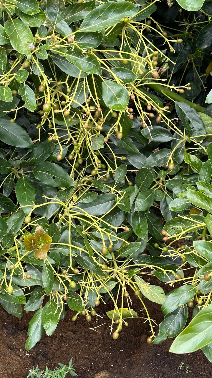 Floración del aguacate