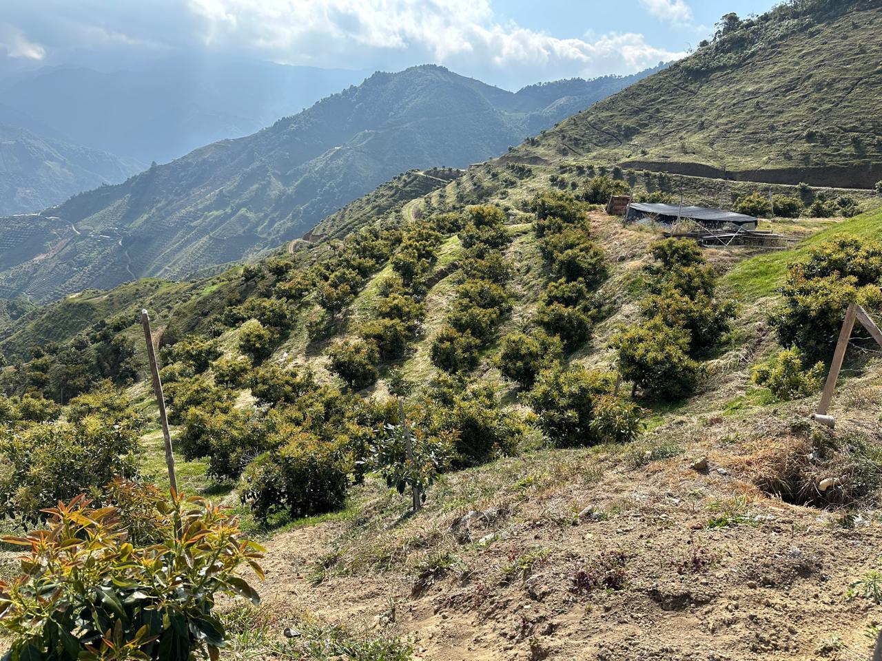 Árboles de aguacate