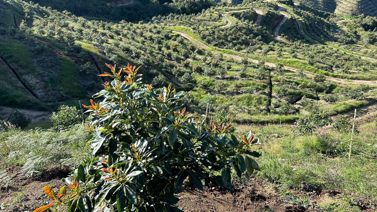 Plantación joven en ladera