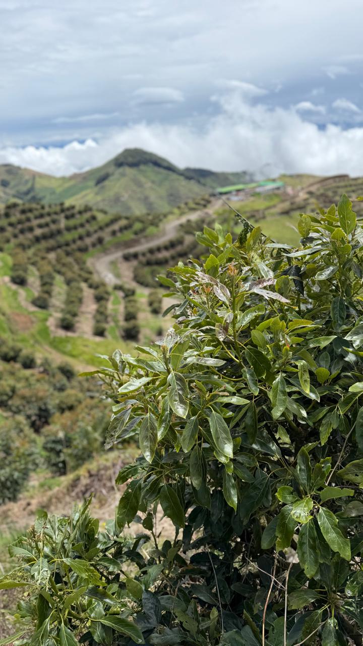 Plantaciones