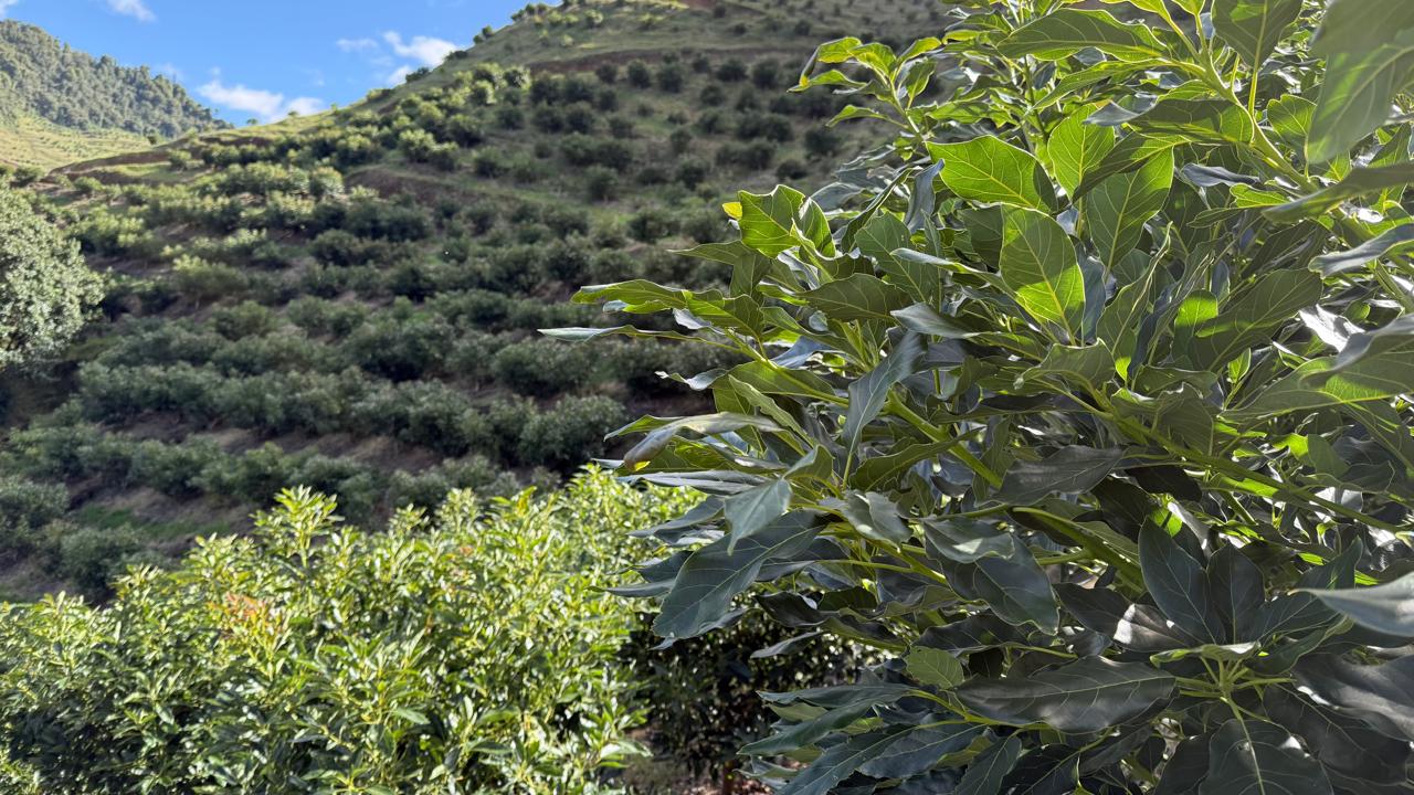 Plantaciones de aguacate