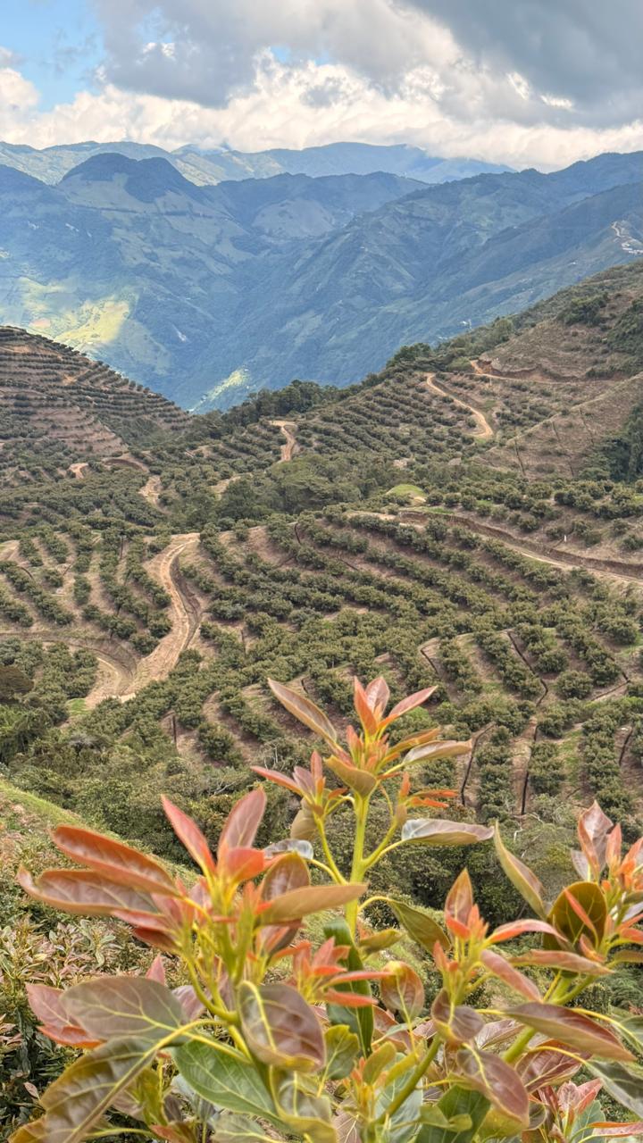 Vista panorámica de plantaciones en Aguadas