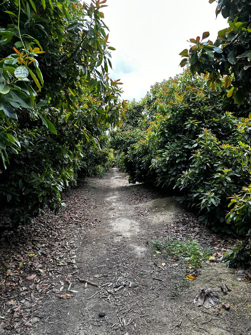 Camino entre árboles de aguacate en Arancibia, Chile